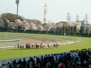 ニュージーランドＴと中山競馬場の桜